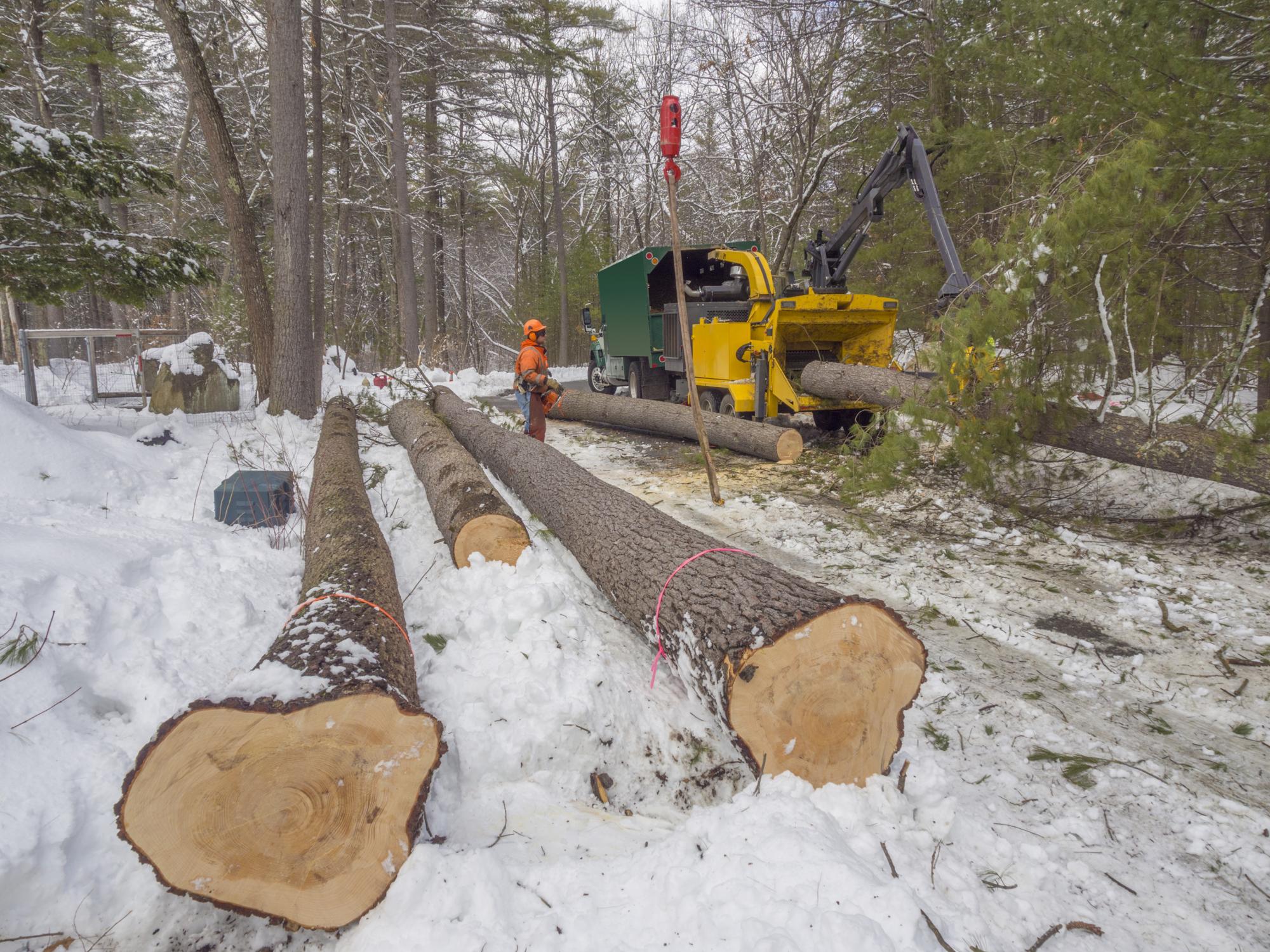 city of chicago tree trimming